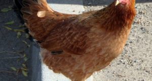 Cold-Hardy Chicken Breeds You Need For (Lots Of) Winter Eggs