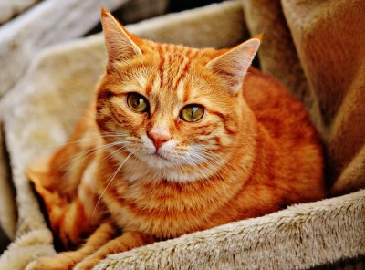 Indoors Or Outdoors: Where Should You Keep Your Cat?