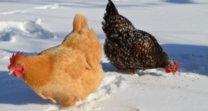 Here’s How Experts Keep Their Chickens Warm In Freezing Temps