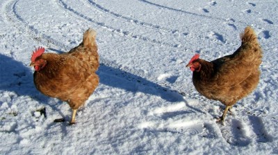 Simple Tricks To Keep Your Chickens Warm In Freezing Temps