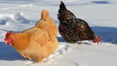 O Frango Raças que Você Precisa Para o Inverno Ovos