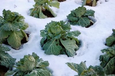 7 Ways To Beat Winter And Garden Year-Round