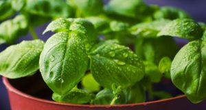 7 Health-Boosting Indoor Herbs You Should Grow This Winter