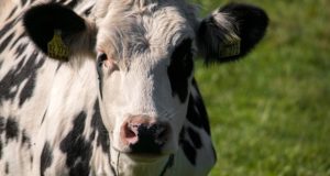How ‘Nighttime’ Cow’s Milk Can Actually Make You Healthier