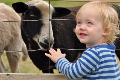 How The 'Farm Effect' Keeps Kids From Getting Sick 