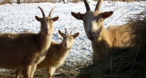 How To Feed Your Goats During Winter Without Going Broke