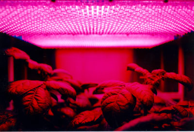 The Right Way (And Wrong Way) To Garden Indoors With Grow Lights