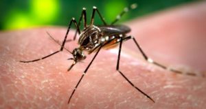Deadly Mosquito Virus Spreads In Brazil; Women Warned Not To Get Pregnant