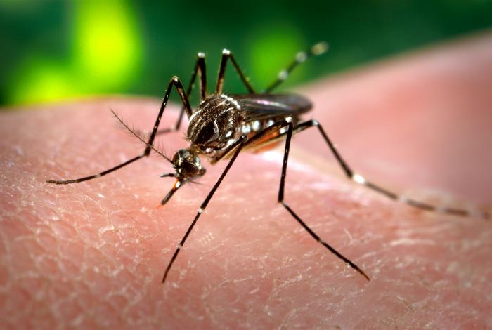 Deadly Mosquito Virus Spreads In Brazil; Women Warned Not To Get Pregnant