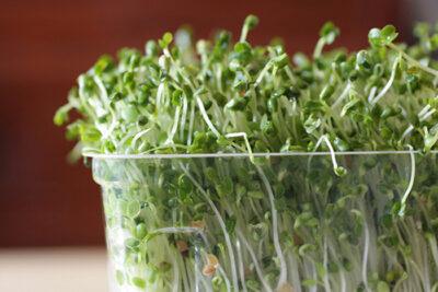 Growing Sprouts: The Quickest Way To Grow Indoor Food This Winter