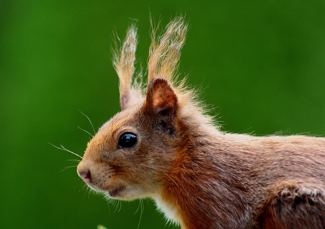 Revealed: You Won't Believe How Many Times Squirrels Have Taken Down The Grid