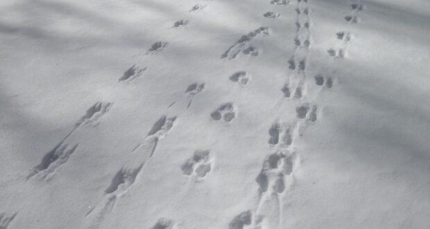 How To Track Animals In The Snow
