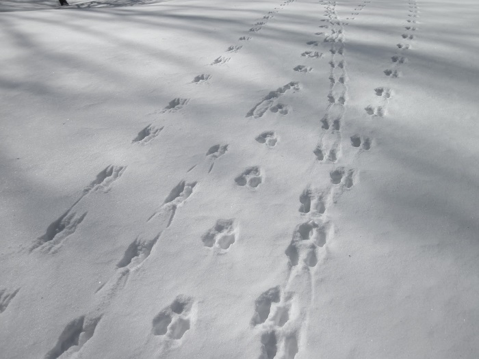 How To Track Animals In The Snow