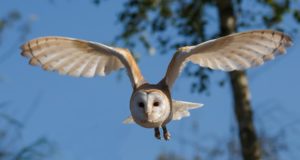 How To Attract Barn Owls (And Keep Your Homestead Rodent-Free)