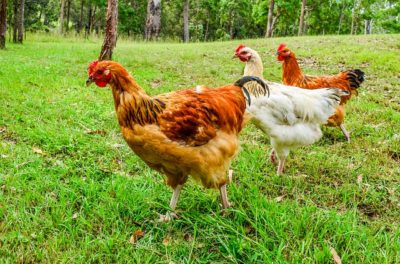 The 6 Easiest Ways To Protect Your Chickens From Predators