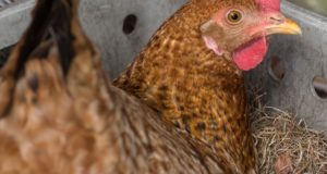 How To Trick Your Chickens Into Laying More Winter Eggs