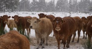 Low-Cost Tricks To Keep Your Livestock’s Water From Freezing