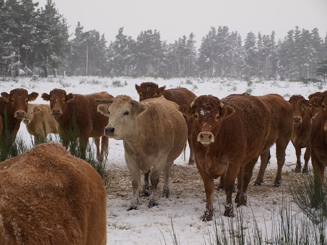 Low-Cost Tricks To Keep Your Livestock's Water From Freezing