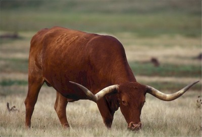 4 Beef Cattle Breeds That Will Bring In Big Bucks