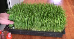 The Super-Nutritious Grass You Can Grow Indoors, Eat, And Transplant To Your Yard