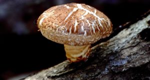 How To Grow Shiitake Mushrooms On The Homestead In Only 7 Days