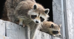 7 Ways To Keep Raccoons From Invading Your Homestead