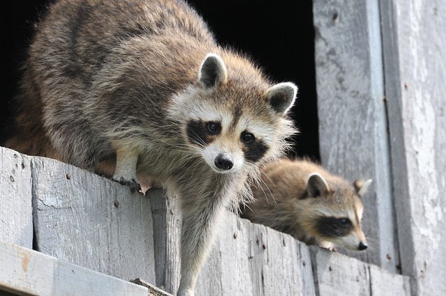 7 Ways To Keep Raccoons Off Your Homestead