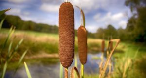 Cattails: How To SAFELY Harvest And Eat Nature’s 4-Seasons Survival Plant