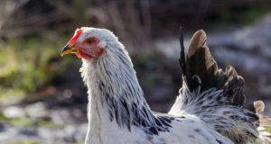 The 3 Easiest Low-Maintenance Livestock For Homestead Meat