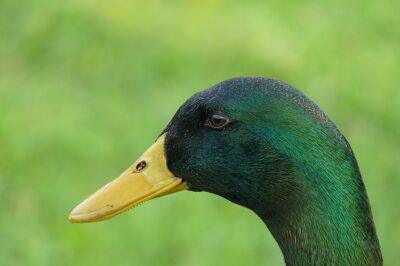 Raising Ducks