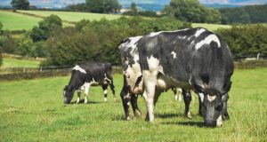 The Incredible Link Between Raw Milk And Soil Health