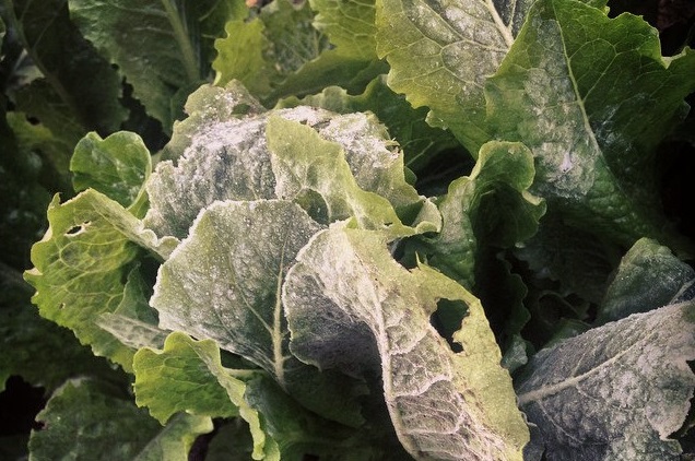 The Easiest (And Fastest) Ways To Protect Your Vegetables From That Dreaded Late Frost