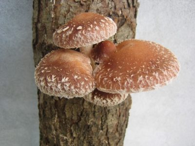 How To Grow Shiitake Mushrooms On The Homestead In Only 7 Days