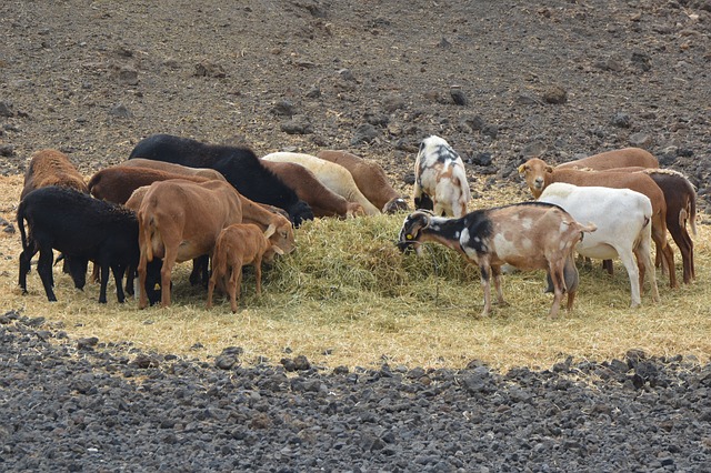 Is This The Best Low-Cost, Low-Maintenance Livestock You Can Own?