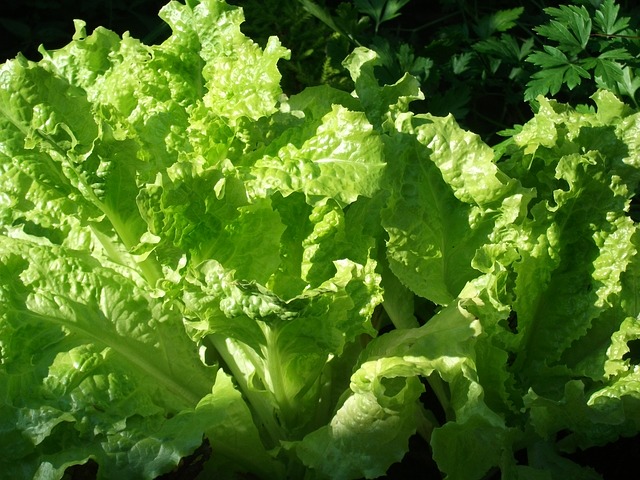 4 Frost-Hardy, Early Spring Vegetables You Can Plant In The Ground Right Now