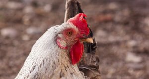 Compost: The Cheapest Way To Feed Your Chickens When You Can’t Free-Range