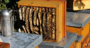 5 Reasons You Gotta Start Beekeeping This Spring
