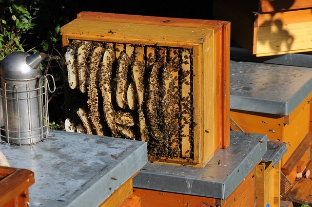 5 Reasons You Gotta Start Beekeeping This Spring