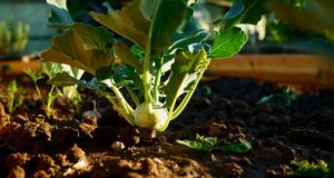 5 Frost-Resistant Vegetables You Can Plant Super Early