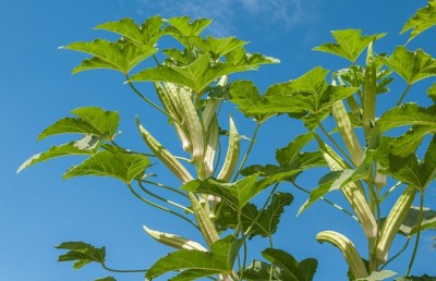 'Miracle-Working' Companion Plants That Will Make Your Vegetables Flourish
