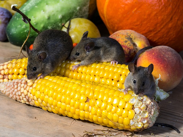 All-Natural, Poison-Free Ways To Rid Your Home Of Mice