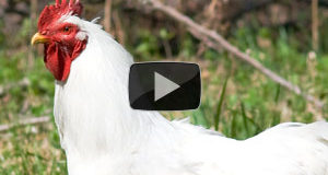 Chickens Not Laying Eggs?? Here’s What You Can Do About It
