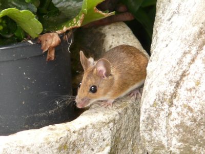 All-Natural, Poison-Free Ways To Rid Your Home Of Mice