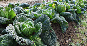 Frost 101: THIS Is The Temperature You Better Start Covering Your Vegetables
