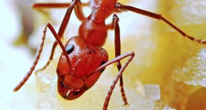 8 All-Natural Ways To Rid Your Home Of Ants (And Keep Them From Returning)