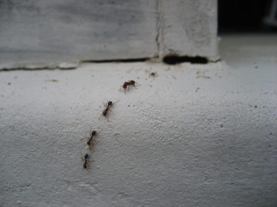 8 All-Natural Ways To Rid Your Home Of Ants (And Keep Them From Returning)