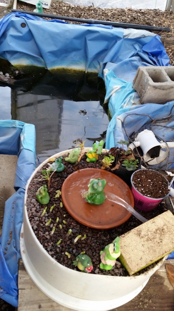 aquaponics