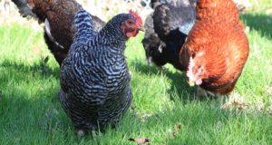 4 Simple Steps To Get Free-Range Chickens Laying Eggs In A Coop