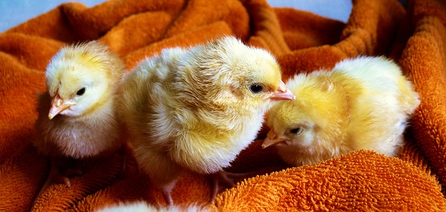 How To Make A Super-Durable Chick Brooder That Will Last For Years