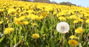 The Secret To Eating Dandelions Without That Bitter Taste